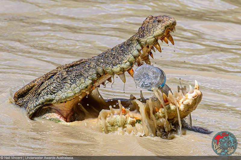 2025 Underwater Awards Australasia