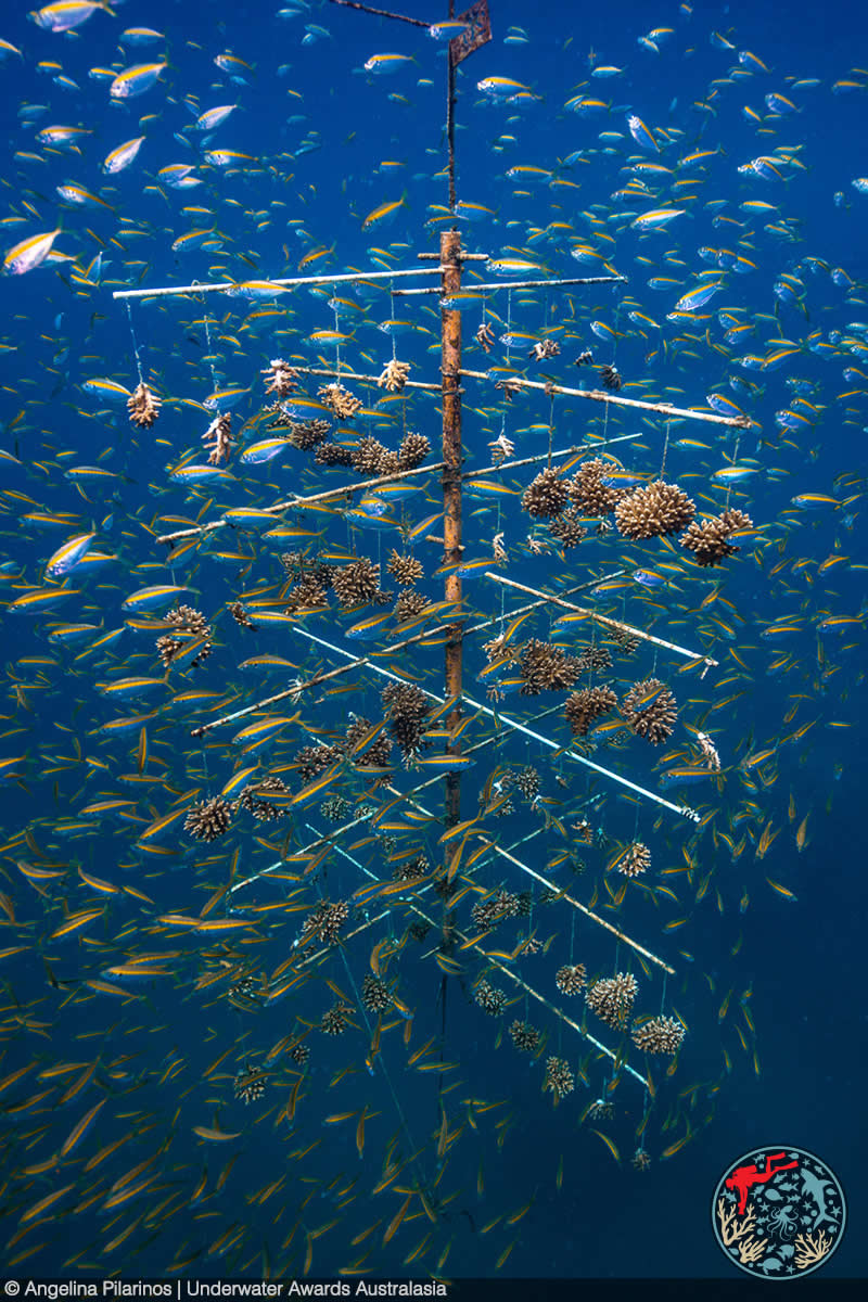 2025 Underwater Awards Australasia
