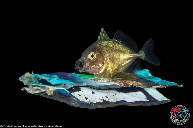 2025 Underwater Awards Australasia