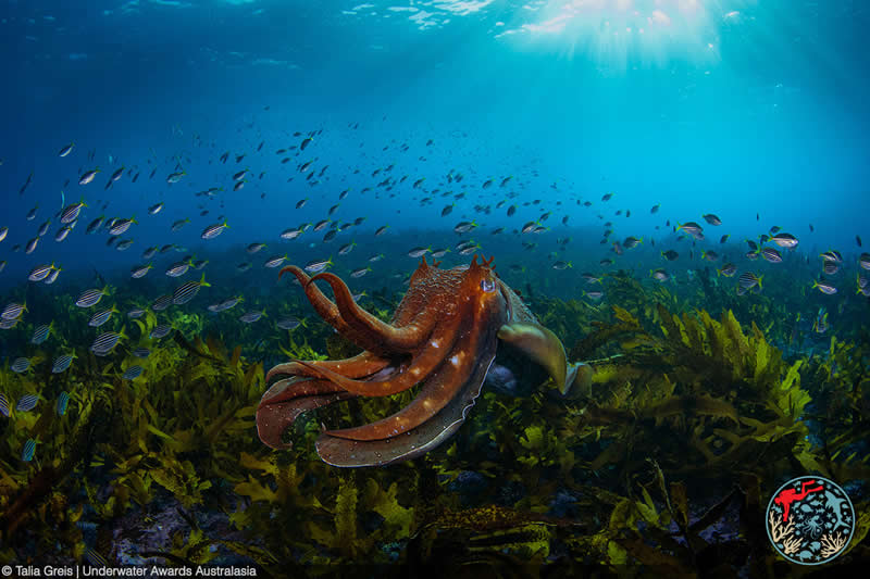 2025 Underwater Awards Australasia