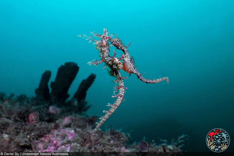 2025 Underwater Awards Australasia