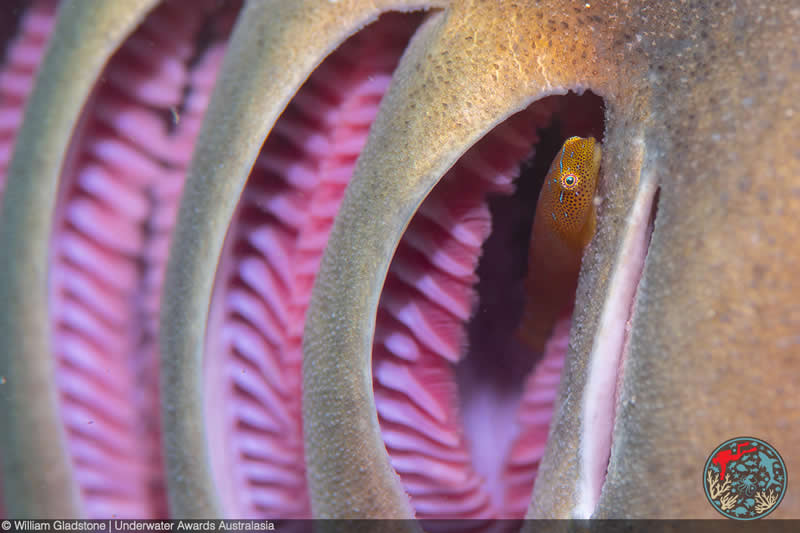 2025 Underwater Awards Australasia