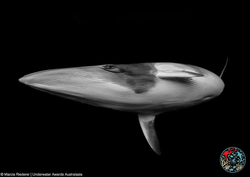 2025 Underwater Awards Australasia