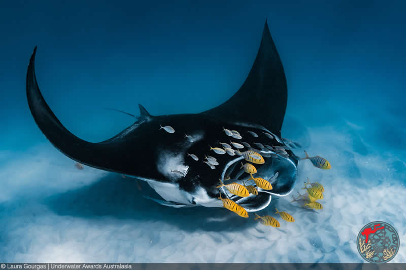 2025 Underwater Awards Australasia