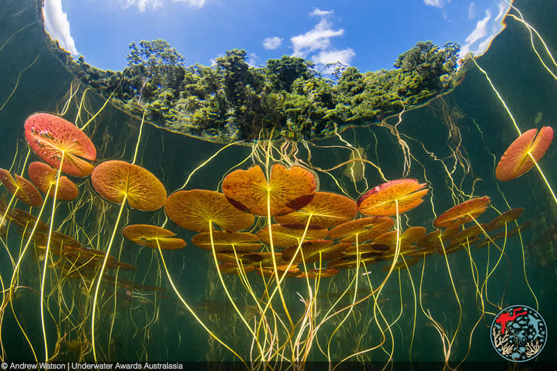 2025 Underwater Awards Australasia
