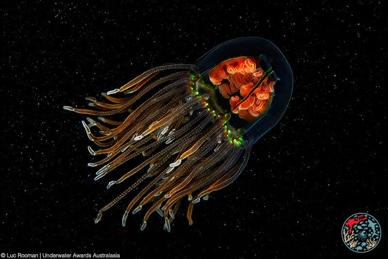 2025 Underwater Awards Australasia