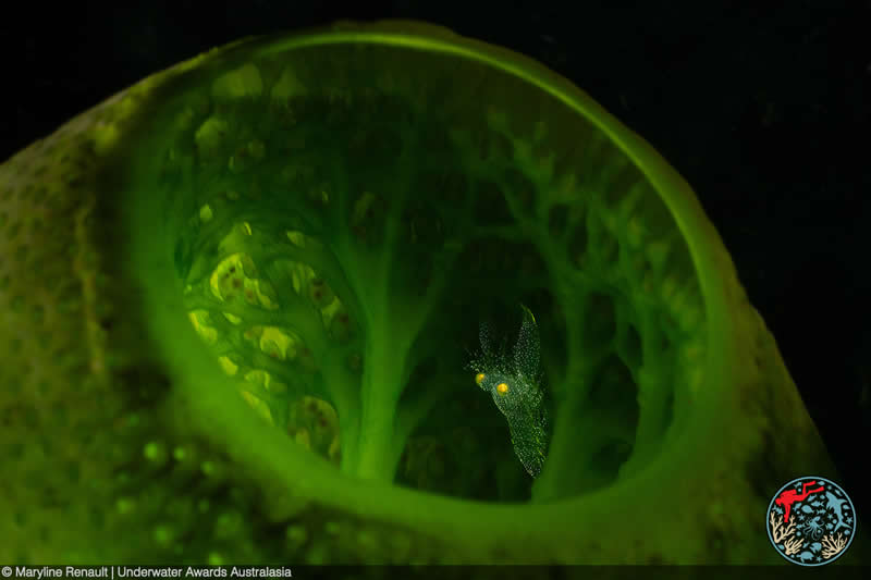 2025 Underwater Awards Australasia