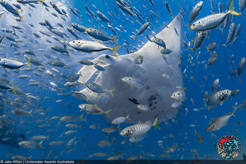 2025 Underwater Awards Australasia