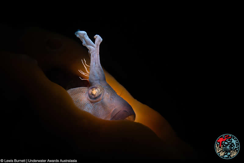 2025 Underwater Awards Australasia
