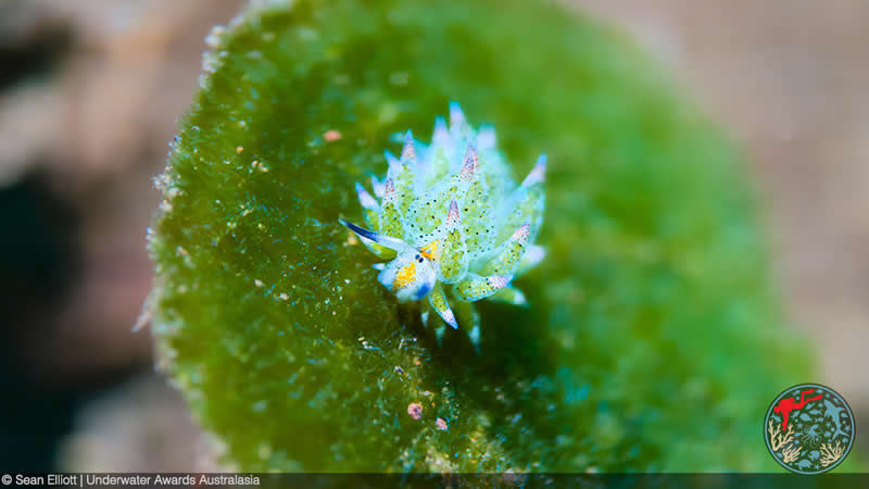 2025 Underwater Awards Australasia