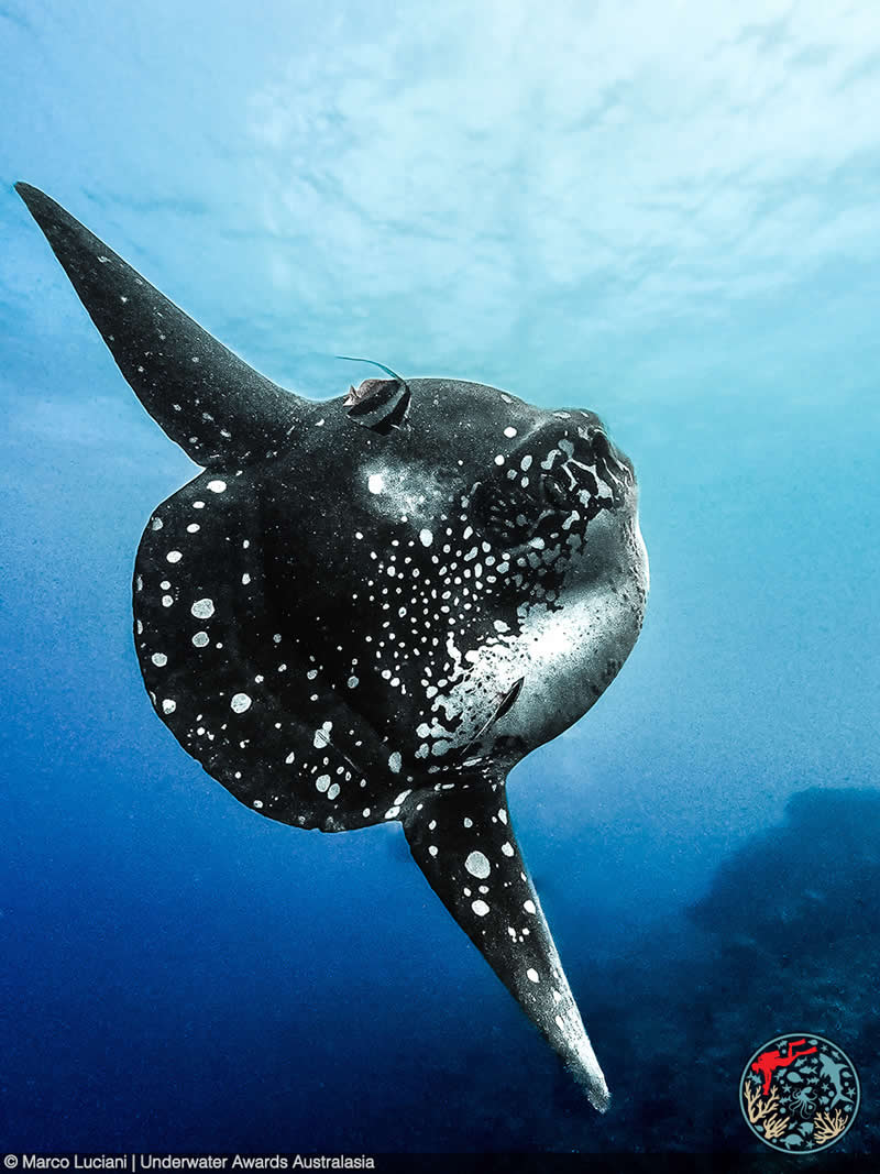 2025 Underwater Awards Australasia