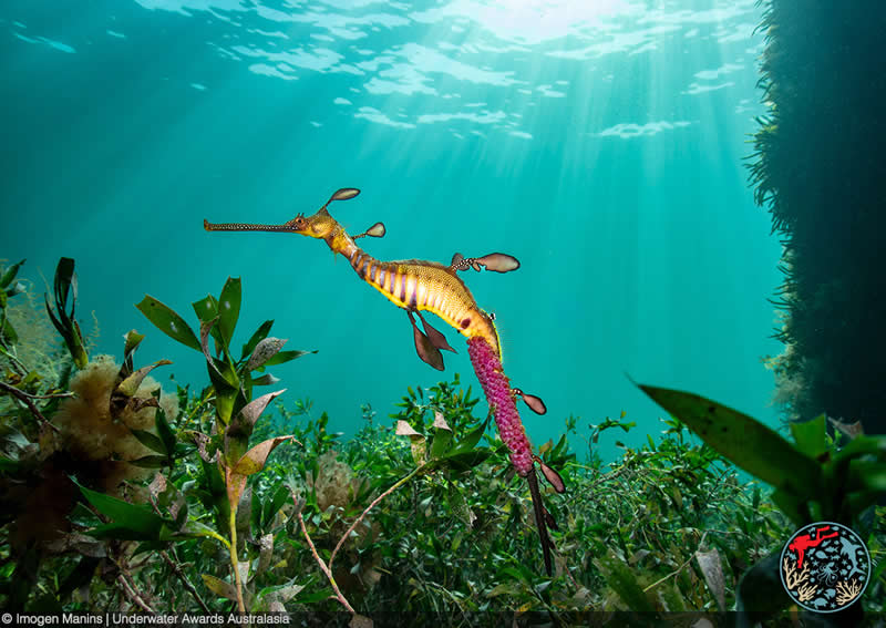 2025 Underwater Awards Australasia