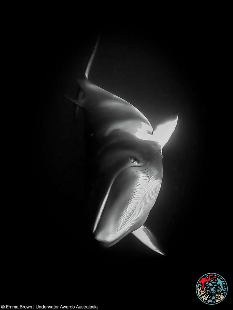 2025 Underwater Awards Australasia