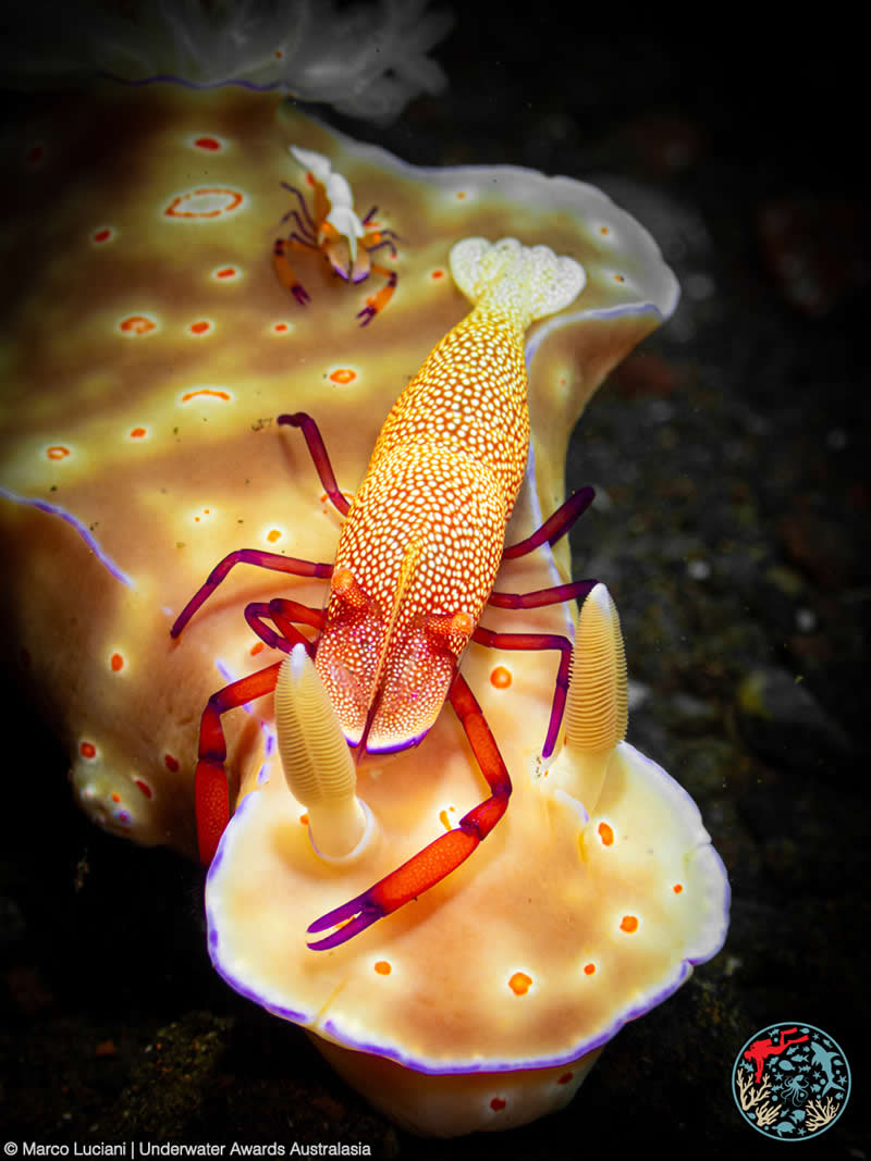 2025 Underwater Awards Australasia