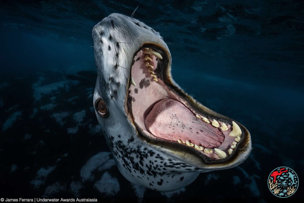 2025 Underwater Awards Australasia