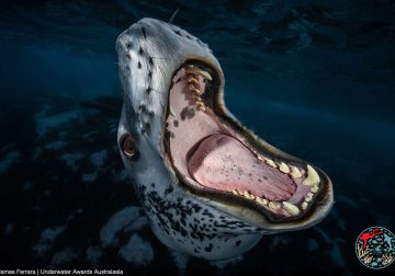 2025 Underwater Awards Australasia