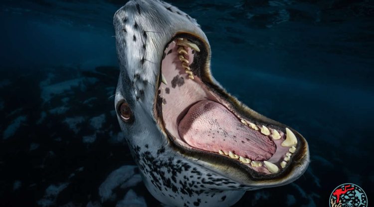 2025 Underwater Awards Australasia