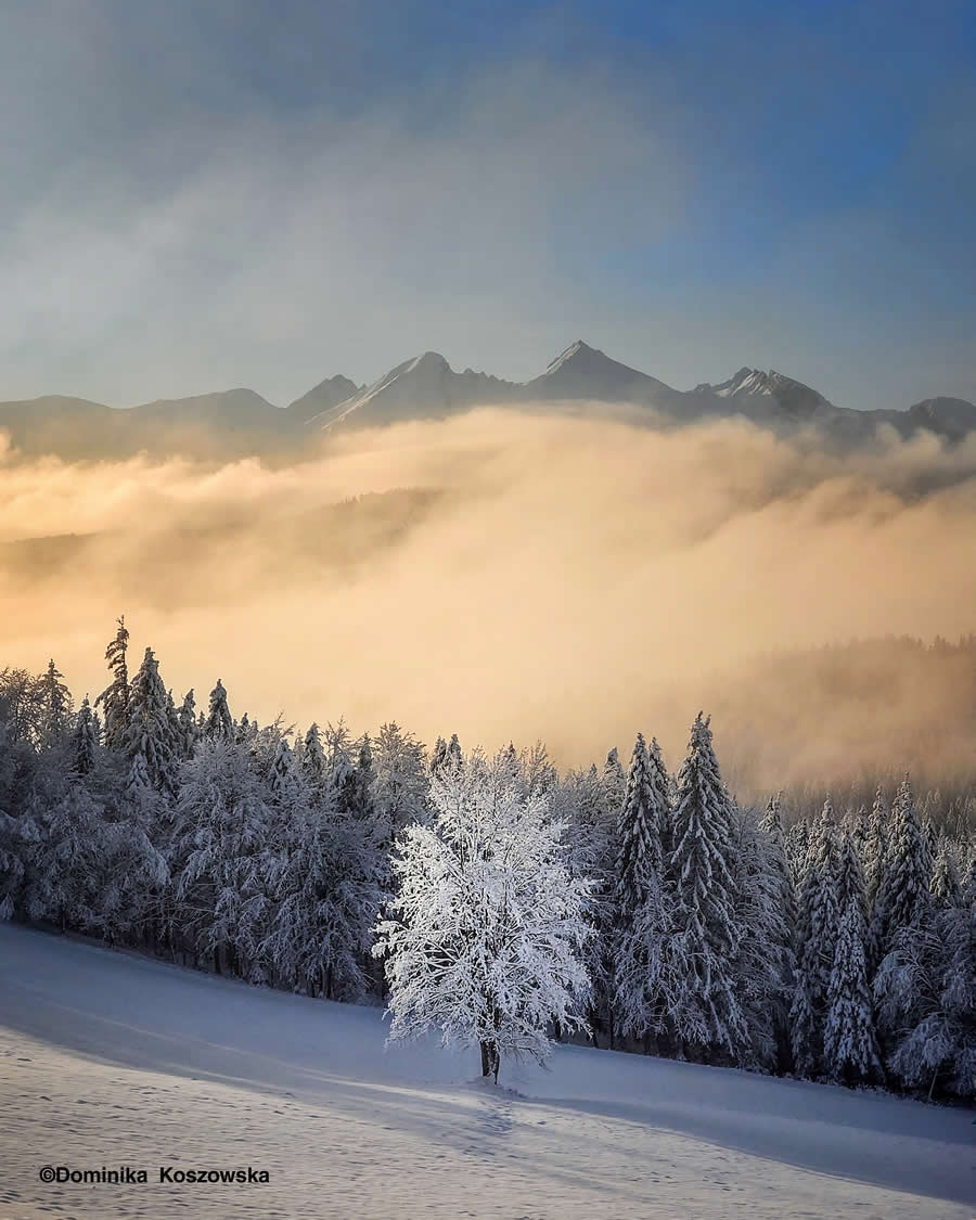 Solitude in the Embrace of Inversion by Dominika Koszowska