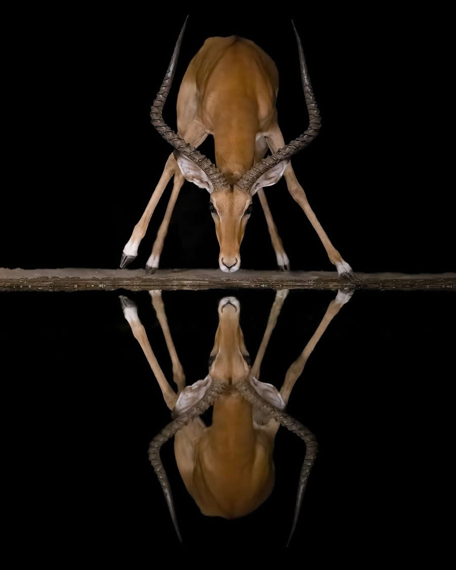 Wildlife Photography by Marcello Galleano