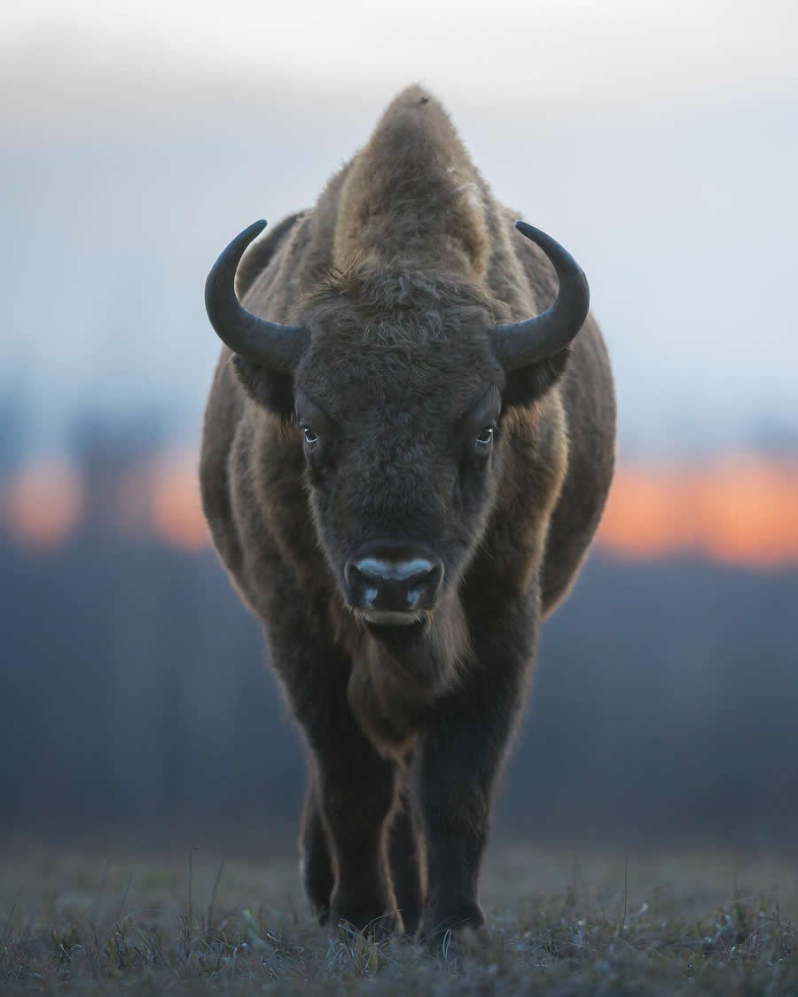 Wildlife Photography by Marcello Galleano