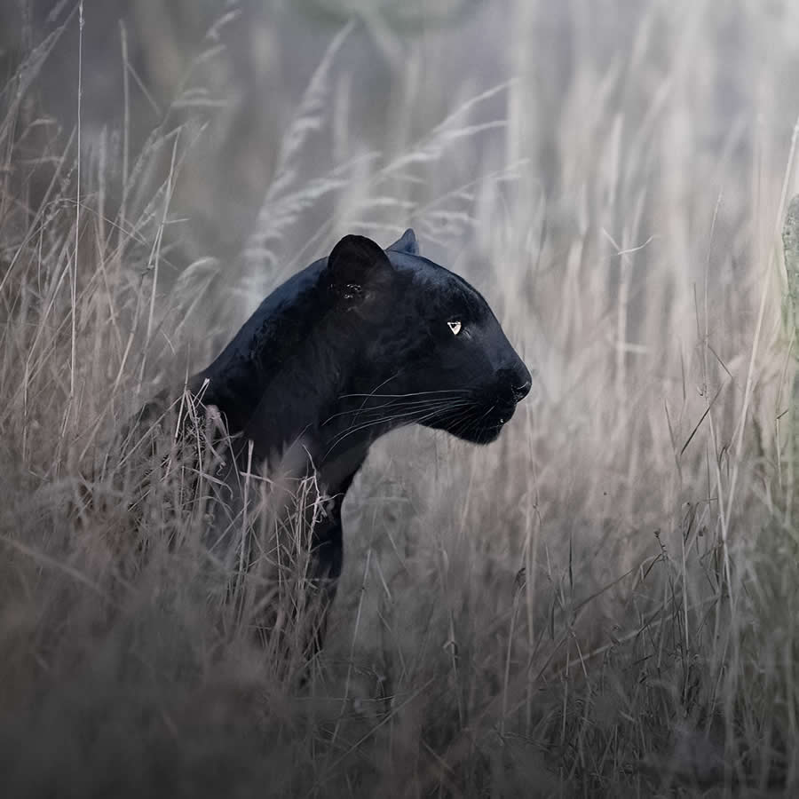 Wildlife Photography by Marcello Galleano