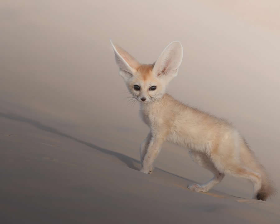 Wildlife Photography by Marcello Galleano