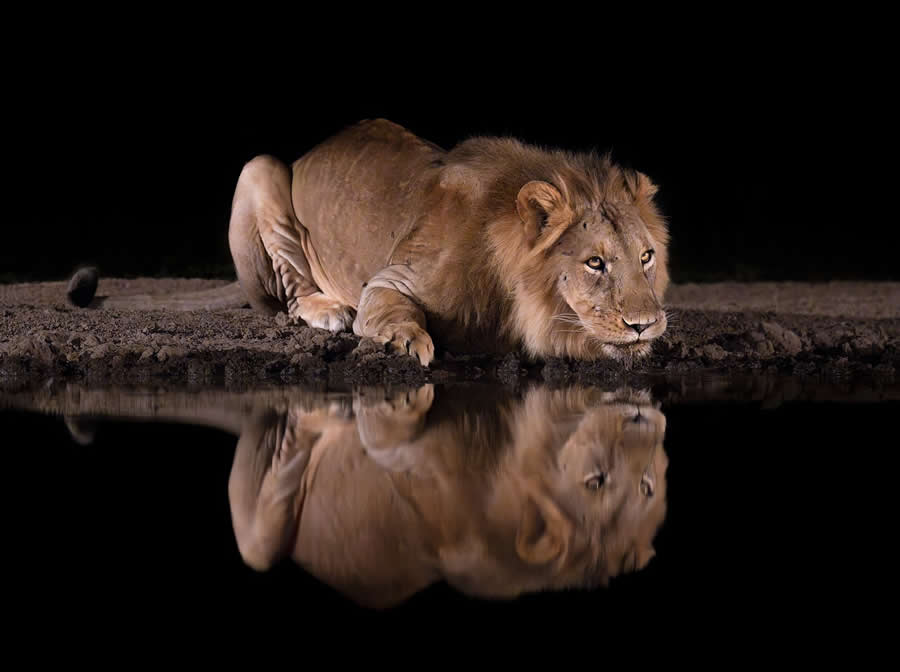 Wildlife Photography by Marcello Galleano
