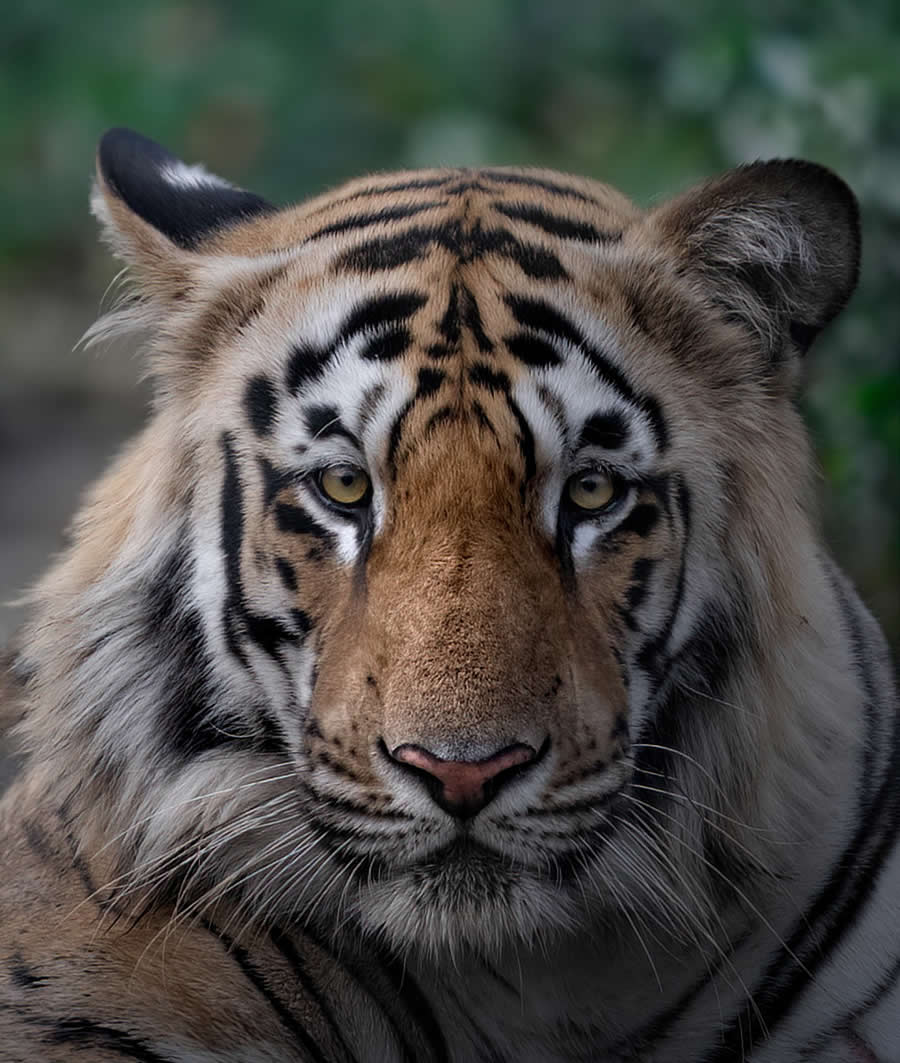 Wildlife Photography by Marcello Galleano