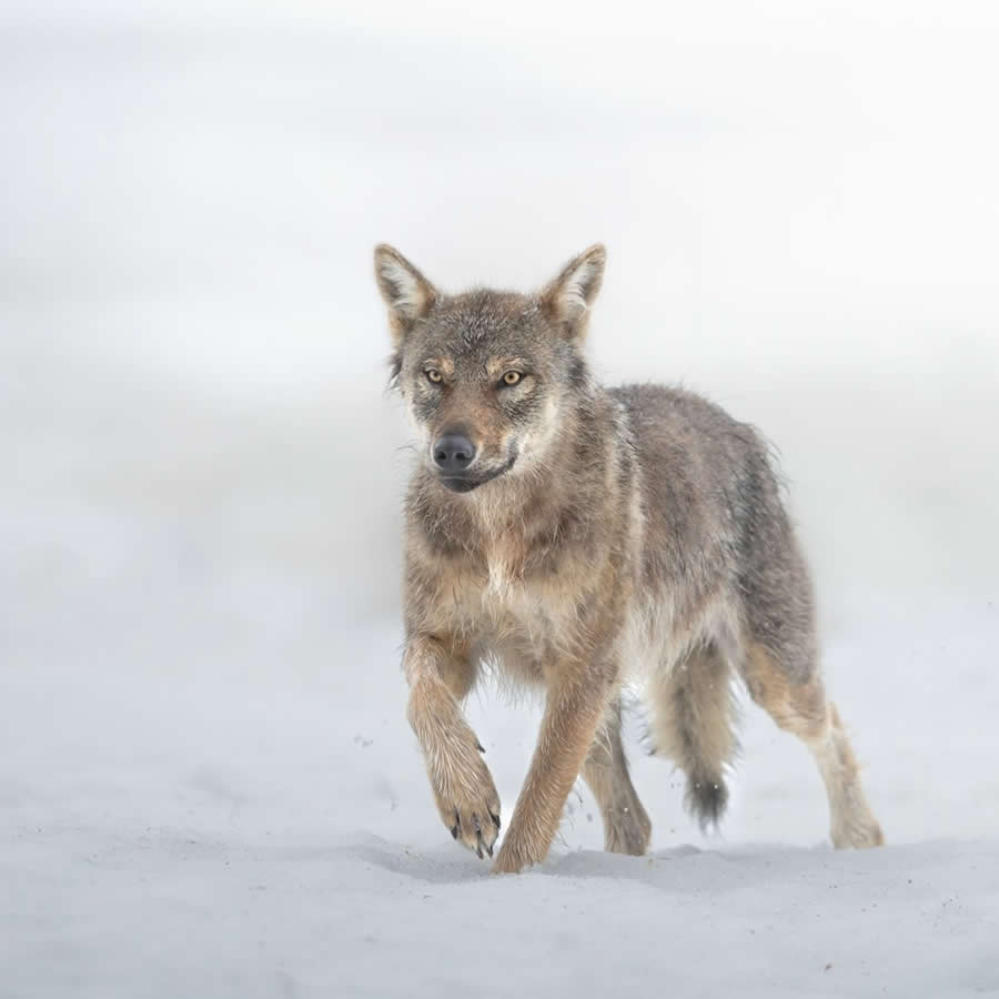 Wildlife Photography by Marcello Galleano