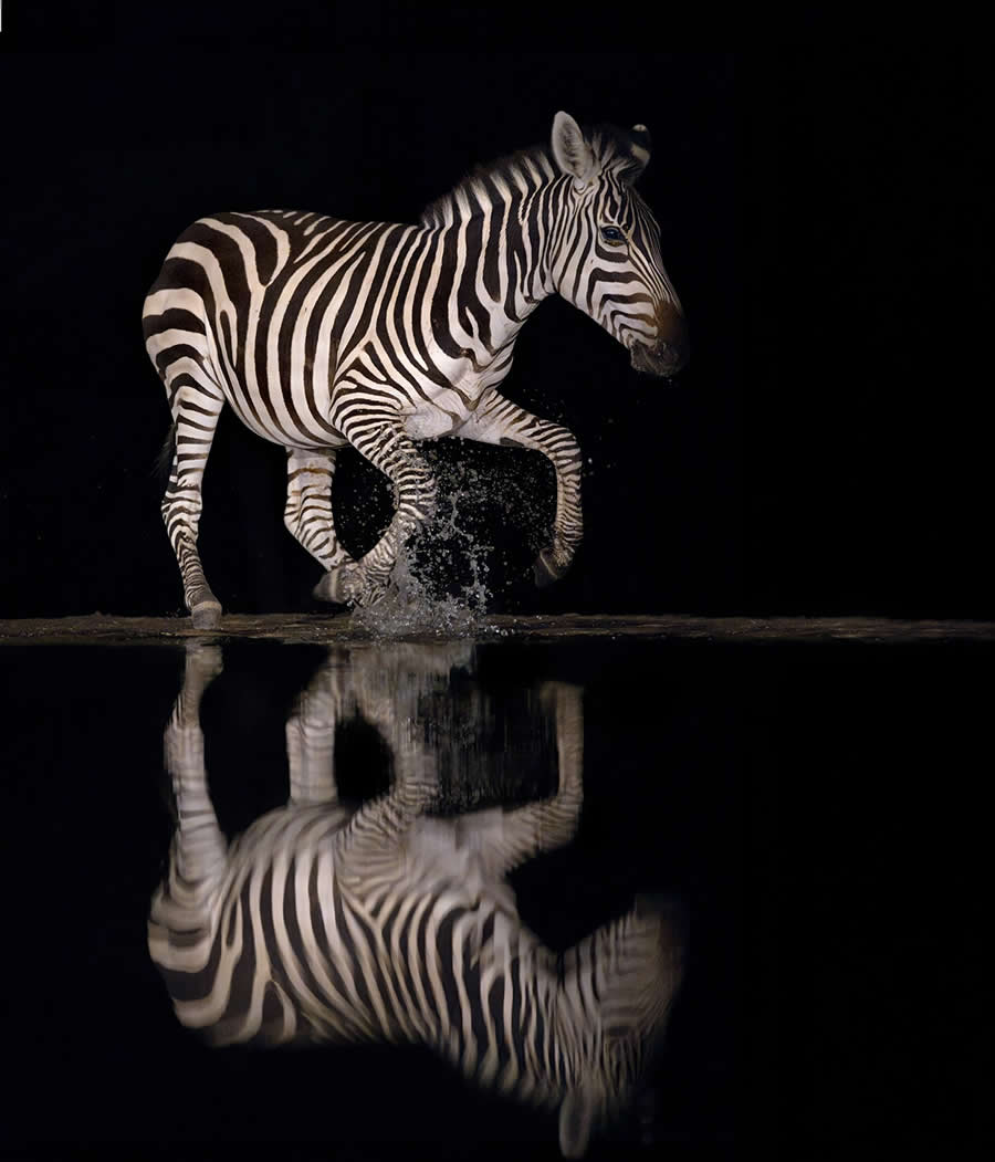 Wildlife Photography by Marcello Galleano