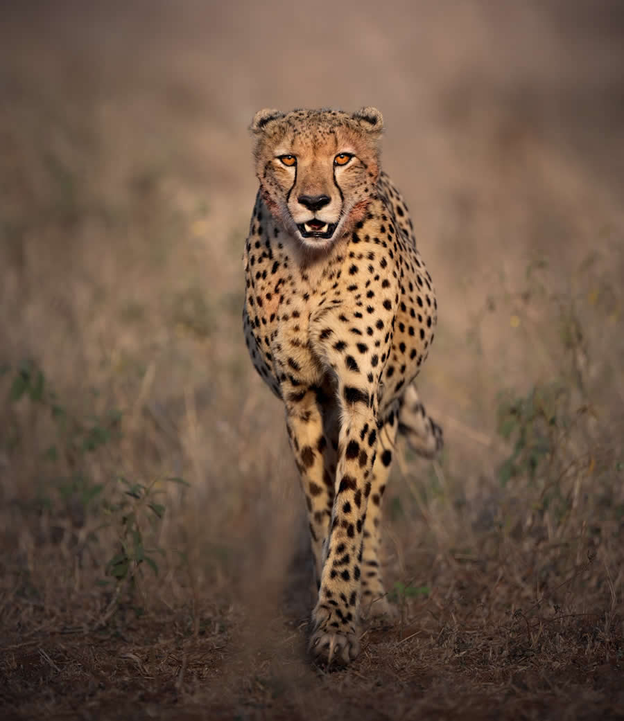 Wildlife Photography by Marcello Galleano