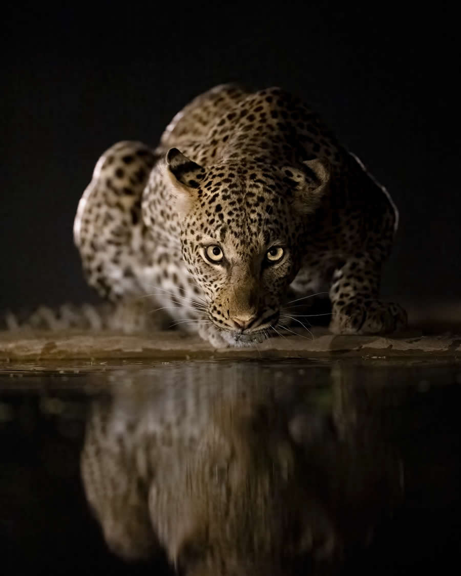 Wildlife Photography by Marcello Galleano