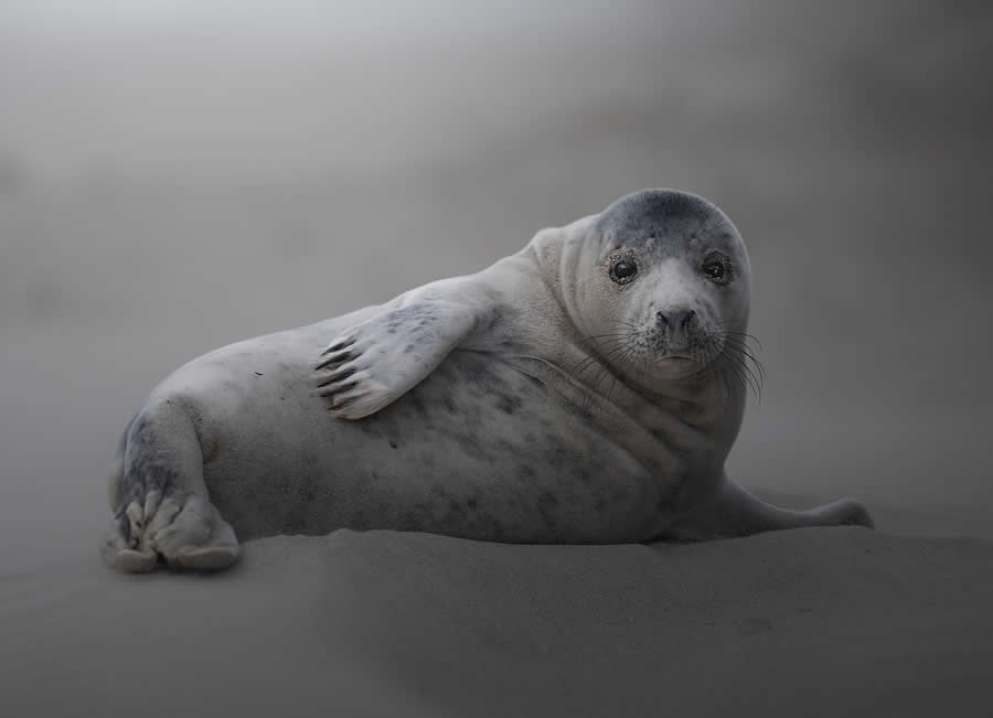 Wildlife Photography by Marcello Galleano