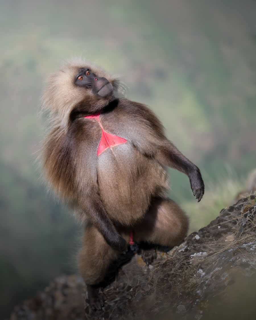 Wildlife Photography by Marcello Galleano