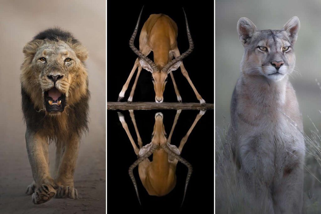 Wildlife Photography by Marcello Galleano