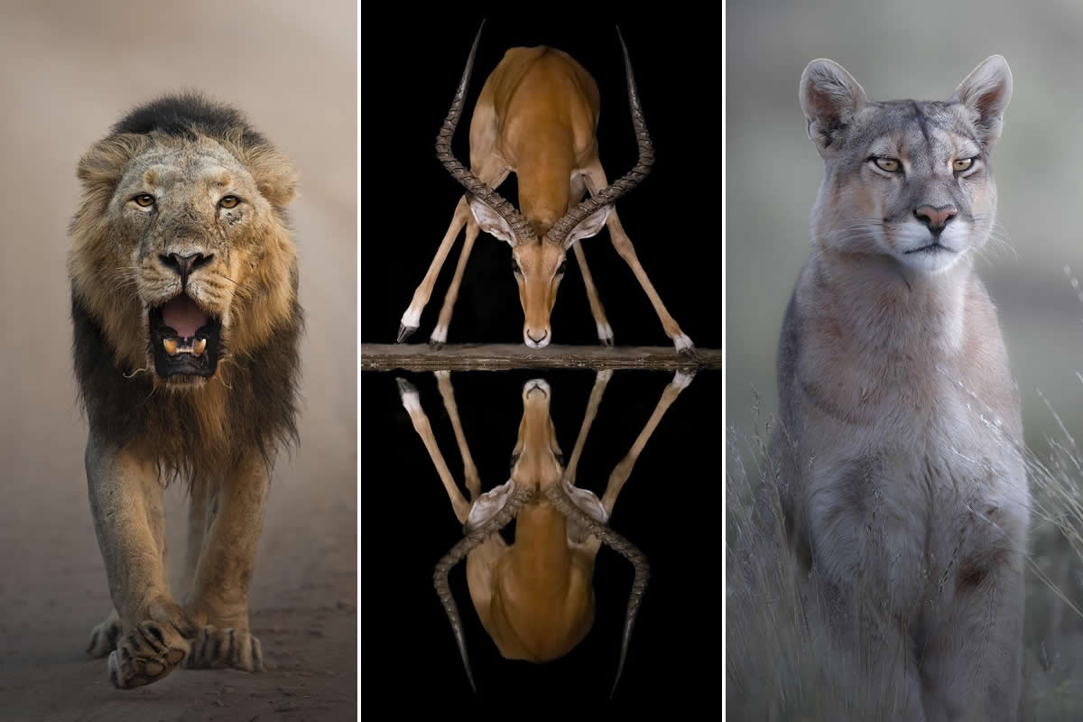 Wildlife Photography by Marcello Galleano