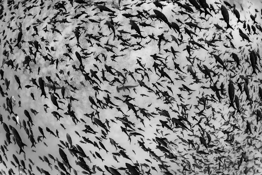 1839 Photographer of the Year Awards 2025 Winners