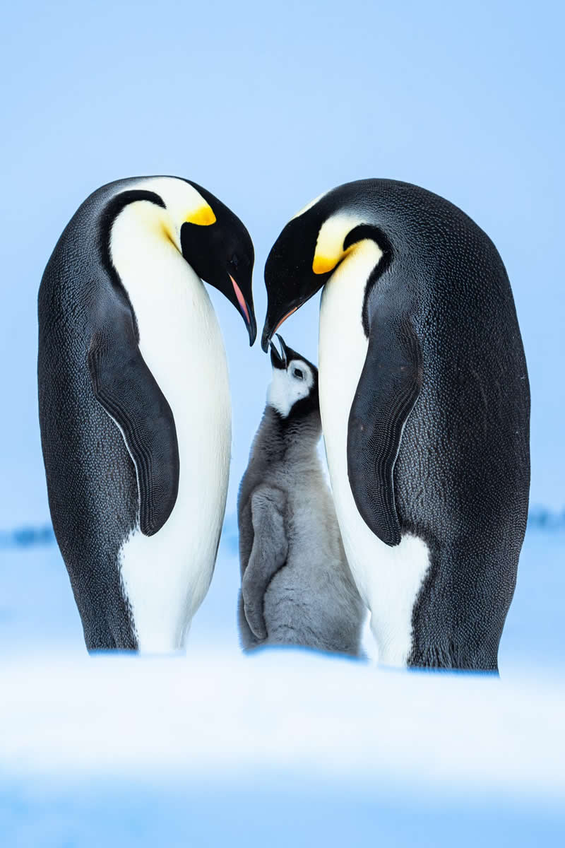 Emperor family by Risto Raunio - 1839 Photographer of the Year Wildlife Awards