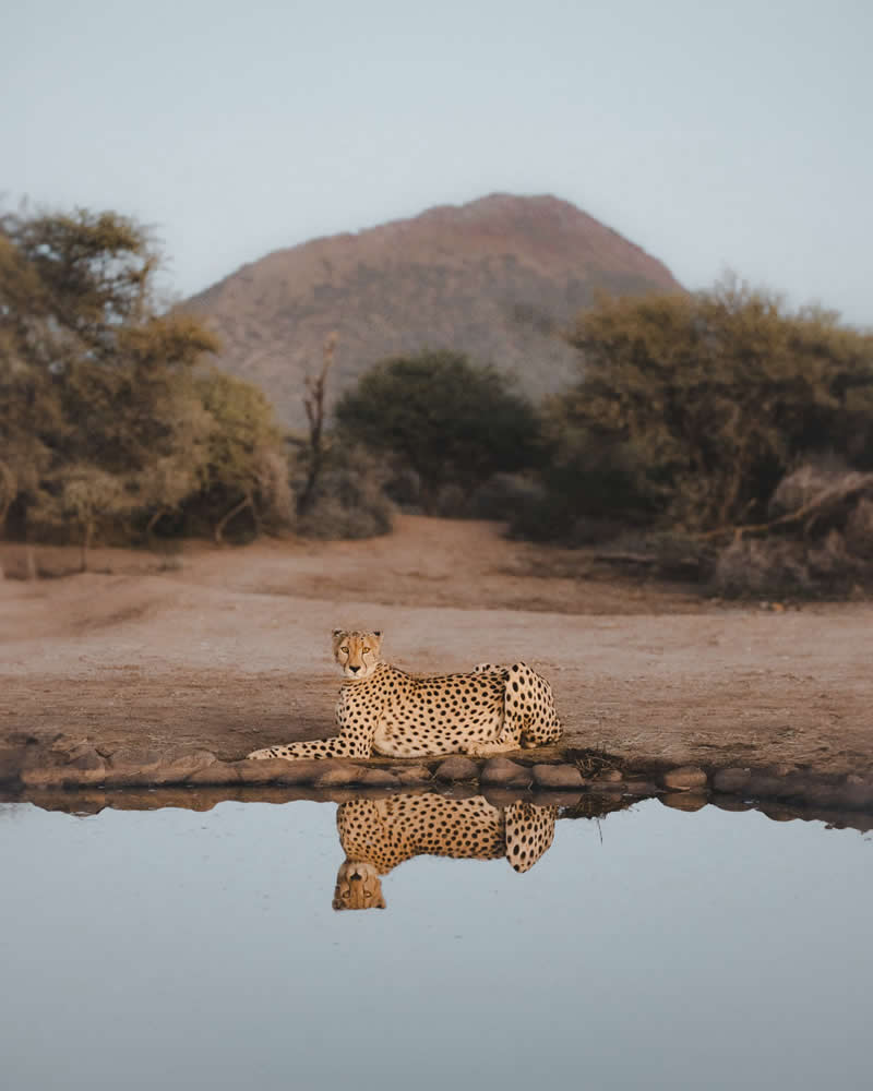 Blue Hour Guardian by Alexander Tasho - 1839 Photographer of the Year Wildlife Awards