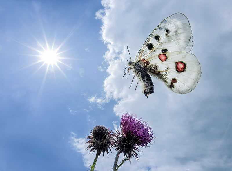 Apollp flight by Paal Hermansen -  1839 Photographer of the Year Wildlife Awards