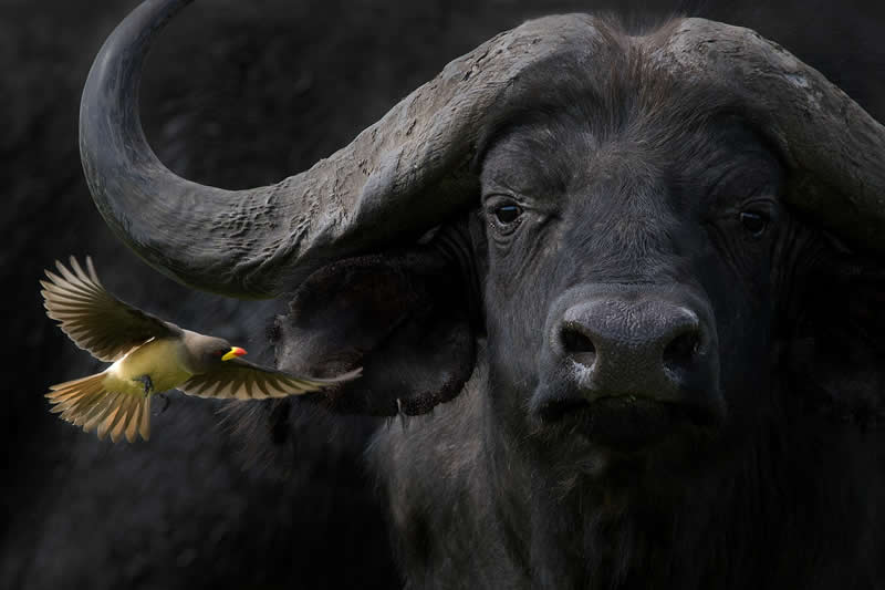 The Power of Africa by Barbara FlemingThe Power of Africa" by Barbara Fleming - 1839 Photographer of the Year Wildlife Awards