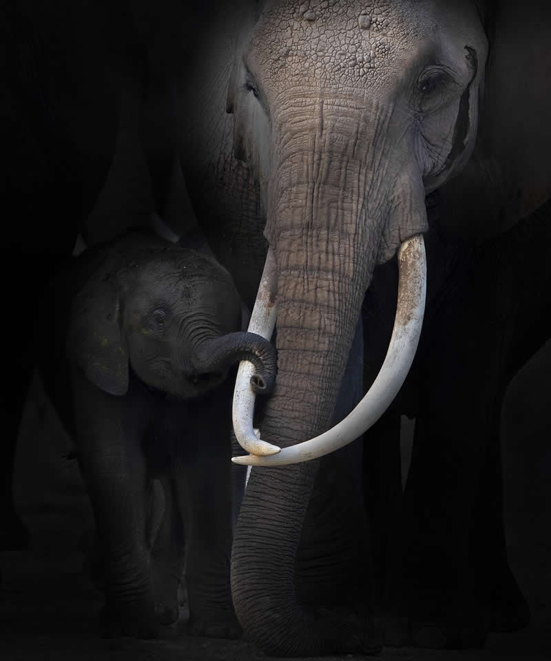 Connecting by Barbara Fleming - 1839 Photographer of the Year Wildlife Awards