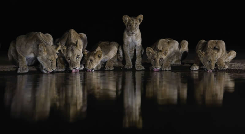 Midnight hunters by Wayne Sorensen - 1839 Photographer of the Year Wildlife Awards