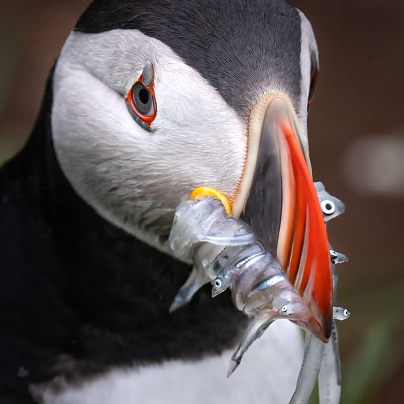 Fresh Catch by Renee Giffroy - 1839 Photographer of the Year Wildlife Awards