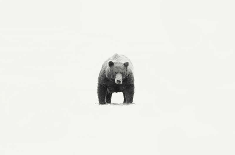 Power by Andy Lerner - 1839 Photographer of the Year Wildlife Awards