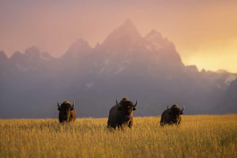 Golden Utopia by Michael Mihaljevich - 1839 Photographer of the Year Wildlife Awards