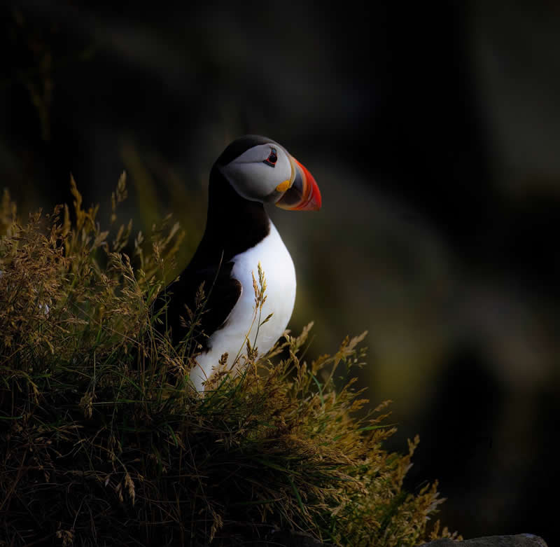 Looking Out to Sea by Steve Sorensen - 1839 Photographer of the Year Wildlife Awards