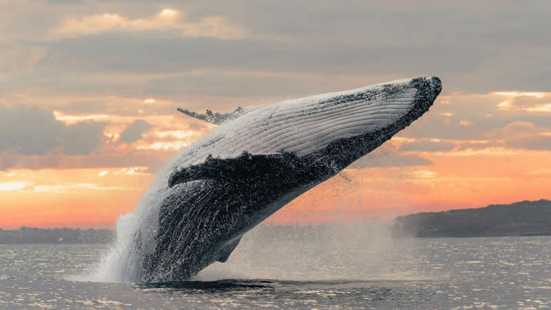 Humpback whale by Meysam Makvandi - 1839 Photographer of the Year Wildlife Awards