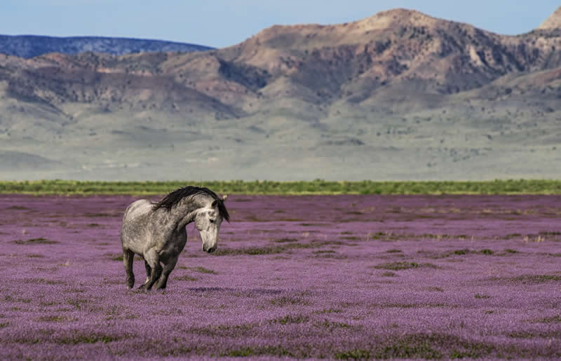 His Majesty by David Breslauer - 1839 Photographer of the Year Wildlife Awards