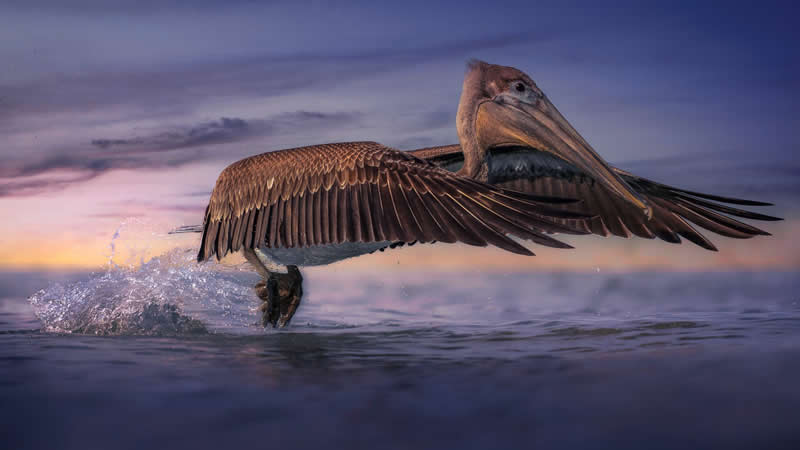 Precision in Flight by Jan-Tore Oevrevik - 1839 Photographer of the Year Wildlife Awards